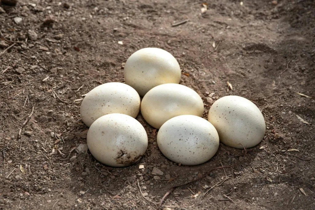 Cluster of ostrich eggs resting on bare soil, captured in natural daylight.