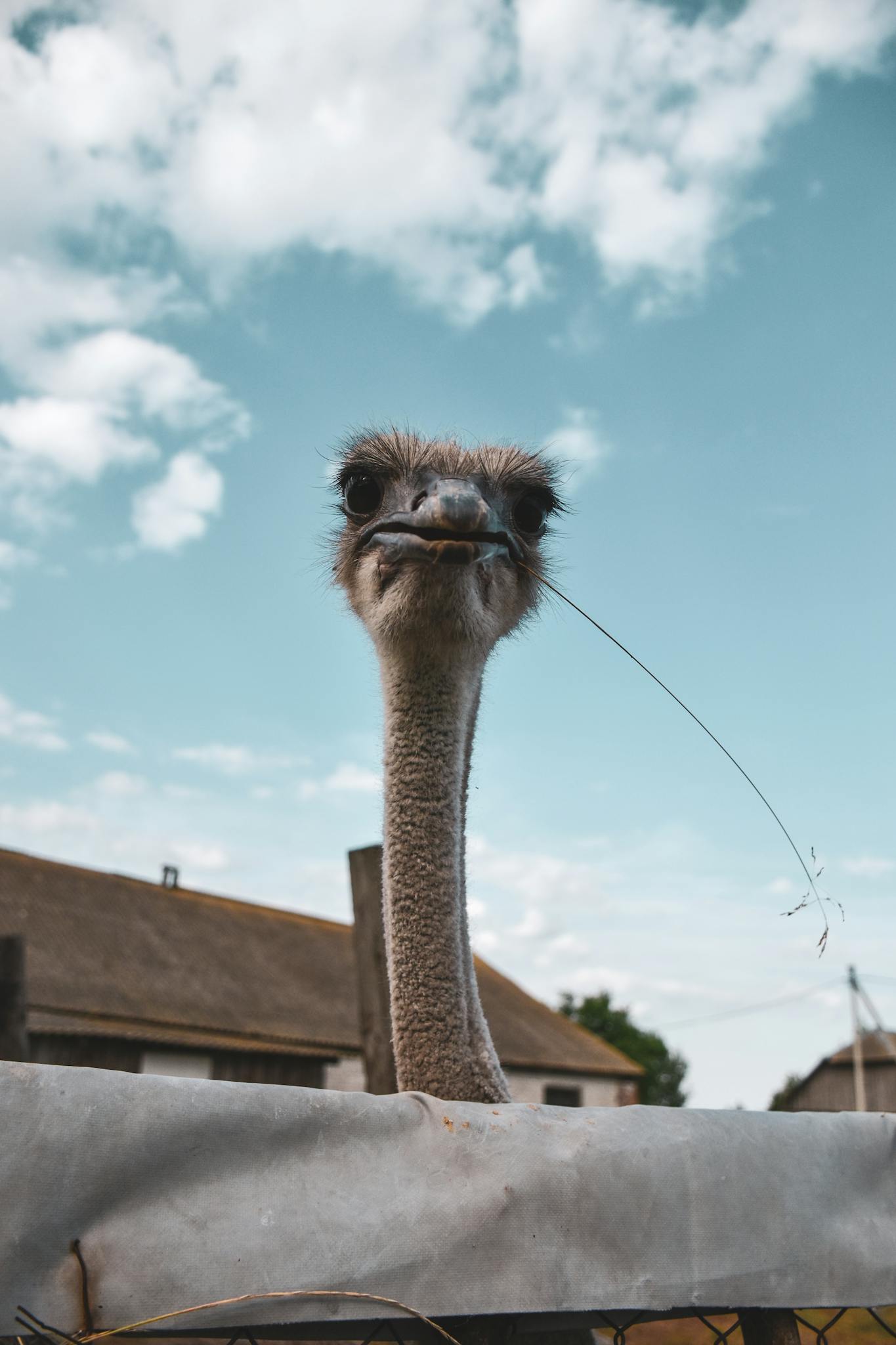Vertical shot of an ostrich peering over a fence against a clear blue sky.